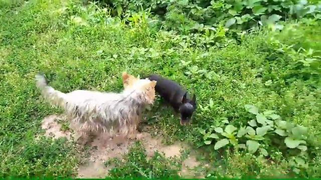 Йоркширский терьер 12лет.охотник 🤭счёт 😺🐁0. 🐩🐁15 смотреть онлайн
