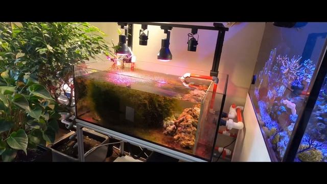 Морской Аквариум 3т/л что то на богатом? смотреть онлайн