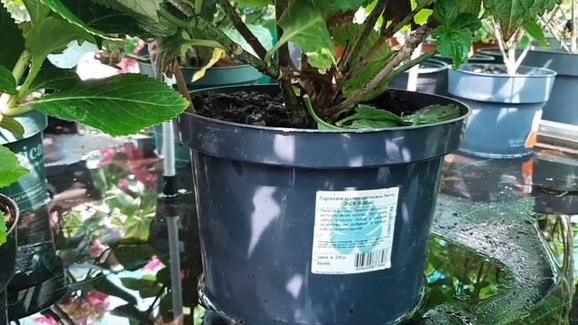 Петуния Шок Вейв, Тайдал, бегония после дождей Цветы в ОБИ Небольшой обзор нашего огородика смотреть онлайн