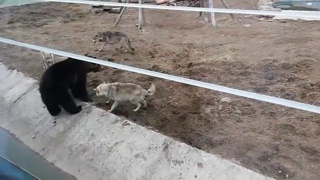 Стая волков напала на медведя в зоопарке смотреть онлайн