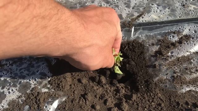 Внимание! Повреждения арбузов от личинок ростковой мухи смотреть онлайн