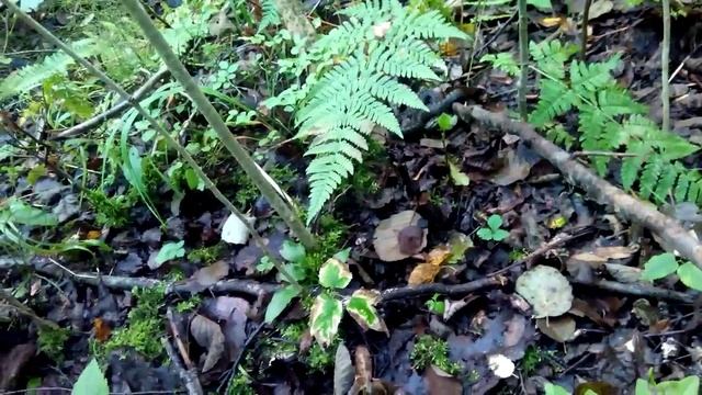 Осторожно змеи! или где они живут... смотреть онлайн