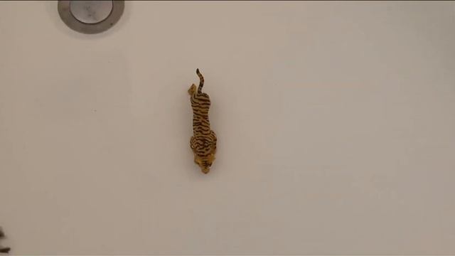 Игровая комната для лягушки?!😳 смотреть онлайн