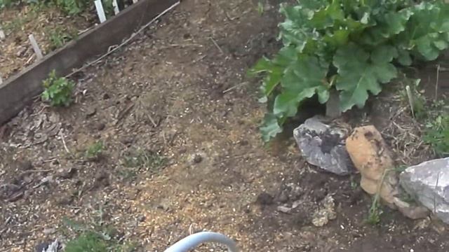 женьшень в красноярске краткое видео как всходит женьшень у кого н ет возможности поехать в тайгу смотреть онлайн