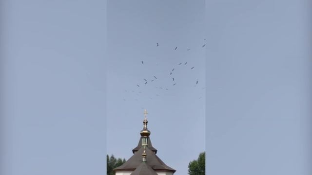 Стая аистов кружит. 15-07-21 смотреть онлайн