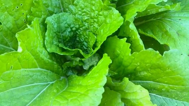 Пекинская капуста растет на урале смотреть онлайн