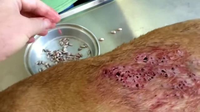 тест на психику: страшно не страшно личинки оводов смотреть онлайн