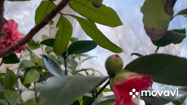 Цветение камелий в теплице, зацвела Далонега , февраль 2022 смотреть онлайн