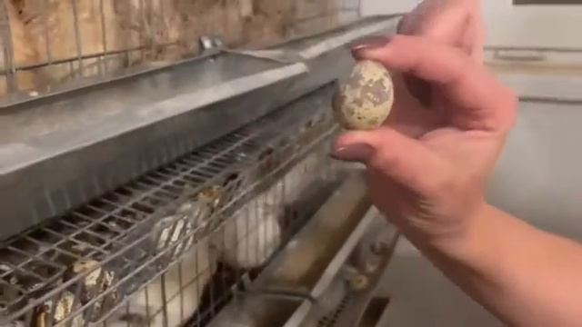 Яйца бывают разные смотреть онлайн