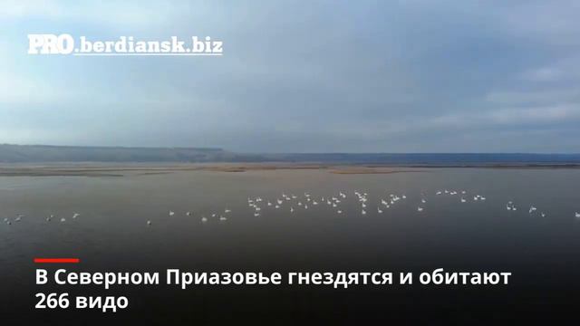 ДИКАЯ ПРИРОДА ПОЙМЫ РЕКИ БЕРДА смотреть онлайн