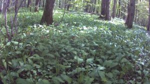 СОБИРАЕМ ЧЕРЕМШУ, НАШЛИ ОГРОМНУЮ ПОЛЯНУ.