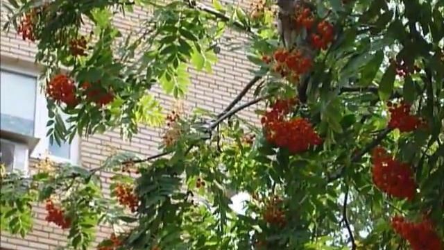 Дрозд ест рябину смотреть онлайн