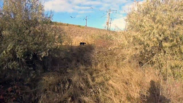 14.10.2017 Охота на фазана и куропатку. Hunting for pheasant and partridge in Ukraine - 2017 смотреть онлайн