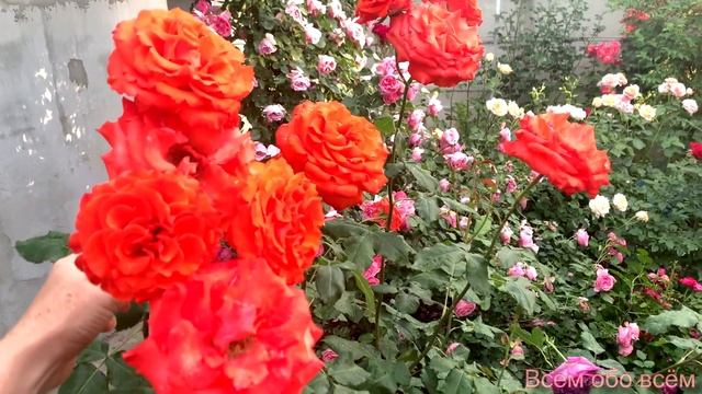 Роза Анжелика ( Rose Angelique ) г. Киев 17.07. 2022г.