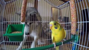 Спасение Птенца - ВЫПАЛ С ГНЕЗДА / У НАС НОВЫЙ ПИТОМЕЦ в стае хаски