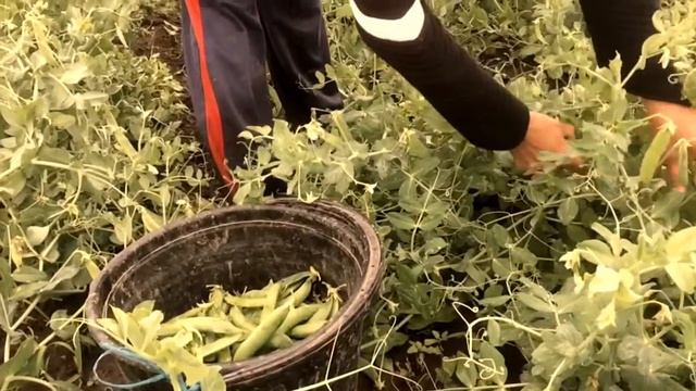 ФАКТ ОБ УКРАИНЕ!!!!!Жизнь в украинском селе! Уборка урожая!!!!! смотреть онлайн