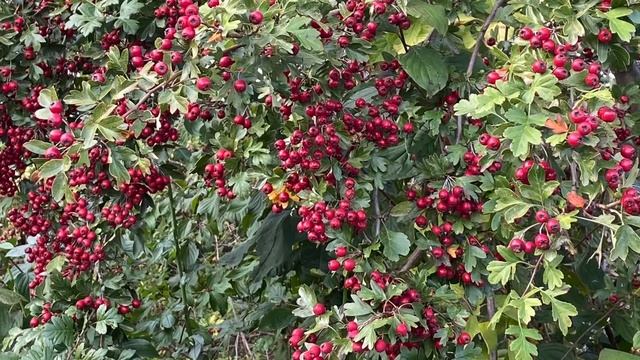 Стих: не унывай, себе я говорю смотреть онлайн