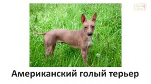 Учим породы собак (часть 2) \ карточки домана\ Learning dog Breeds (Part 2)\ Doman cards