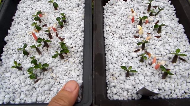 Adenium difference between variegated and albino смотреть онлайн