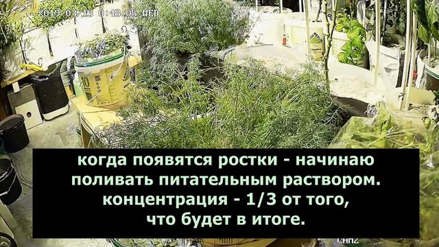 Укроп на гидропонике. смотреть онлайн