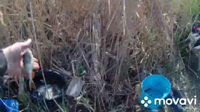 Рыбалка на поплавок. Клёв кабанистой плотвы и стебелька. Фидер курит в сторонке. смотреть онлайн