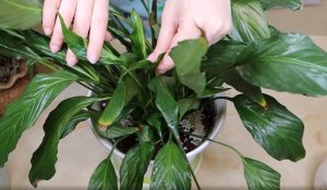 Как обрезать спатифиллум, если цветок «женское счастье» отцвел или у него желтеют и сохнут листья?