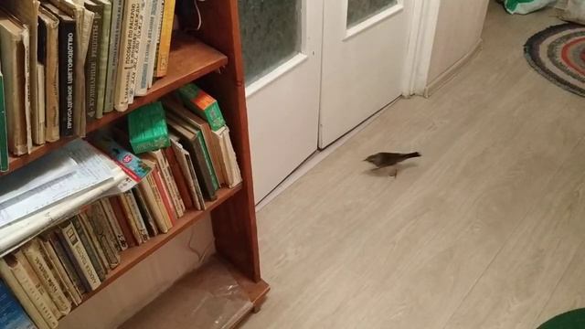 Дрозд рябинник Гвоздик подслушивает телефонный разговор смотреть онлайн