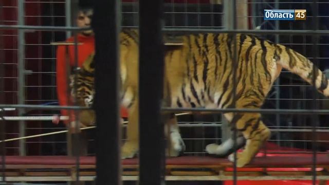 Цирк в Кургане удивил трюками животных и воздушными гимнастами смотреть онлайн