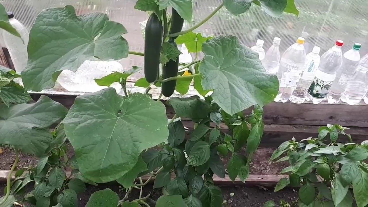 Вы спрашивали, я отвечаю про огурцы.