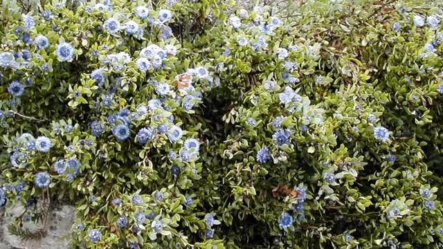 Coronilla de Fraile (Globularia alypum) Propiedades, Beneficios y Para Qué Sirve смотреть онлайн