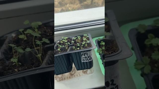 Земляника Руяна, земляника Золушка рассадила на подоконнике и под фотолампой, наблюдаем за рассадой смотреть онлайн