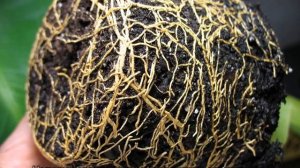 Мирт засох — как реанимировать в домашних условиях