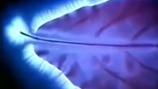 Почему НЕЛЬЗЯ ДАРИТЬ девушкам ЦВЕТЫ Какие подарки можно дарить, а какие нет? смотреть онлайн