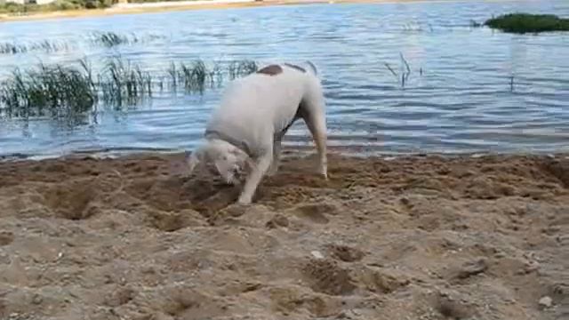 American bulldog смотреть онлайн
