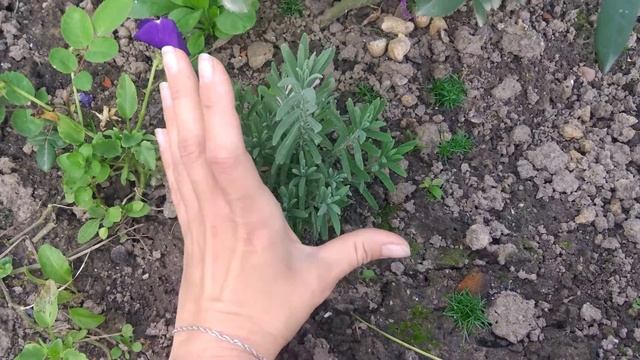 Осенние работы в саду. смотреть онлайн