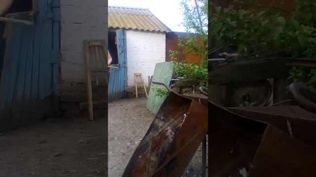Я гоняю курей🐔🐓 смотреть онлайн