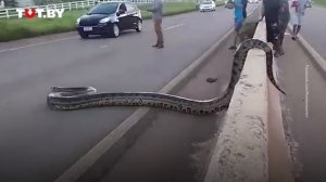 Водители помогли огромной анаконде переползти дорогу в Бразилии