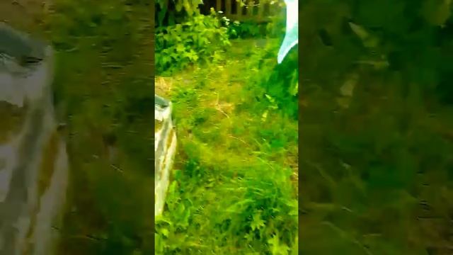 Часть 2 собираем малину и черную ягоду смотреть онлайн