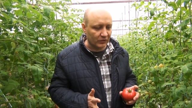 Мастерство и Жизненная Гармония