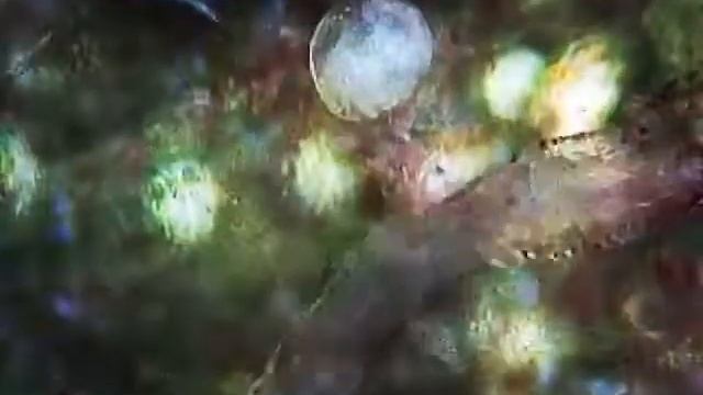 Planaria and flatworm Aelosoma variegatum. Планария и плоский червь Аэлосома. смотреть онлайн