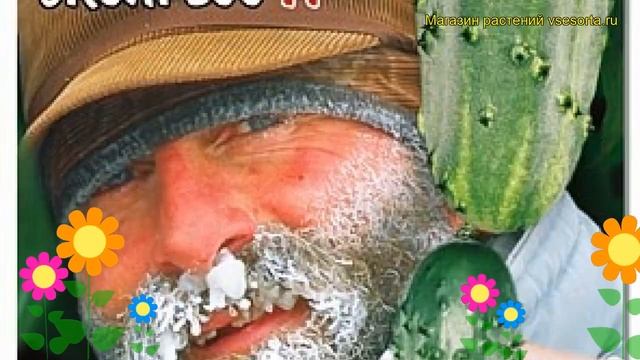 Огурец партенокарпический Петербургский экспресс F1. Обзор cucumis sativus Peterburgskij ekspress F смотреть онлайн