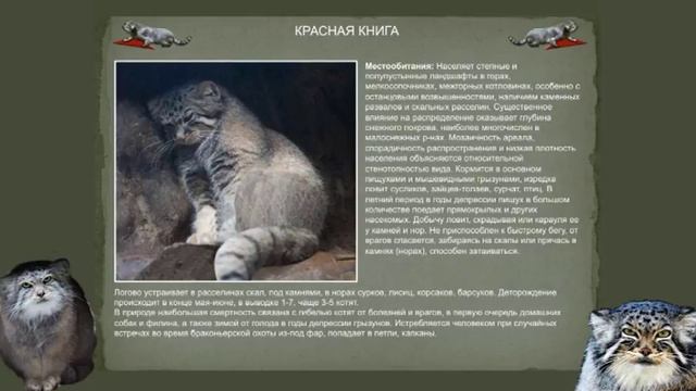 Нарезка презентации "Красная книга" смотреть онлайн