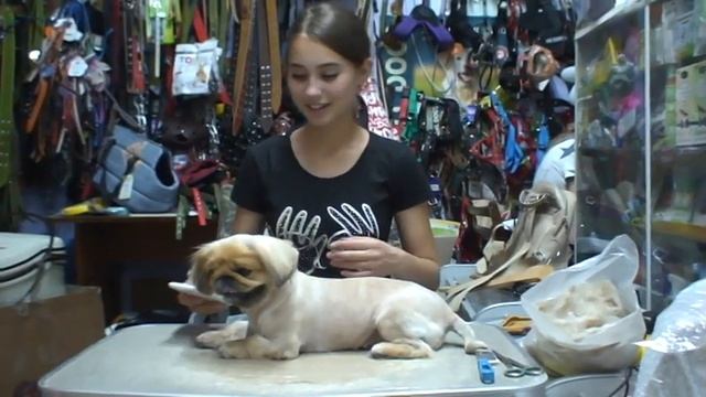 ПЕКИНЕСОЧКА подстриглась на лето МИЛАШКА! / стрижка собак смотреть онлайн