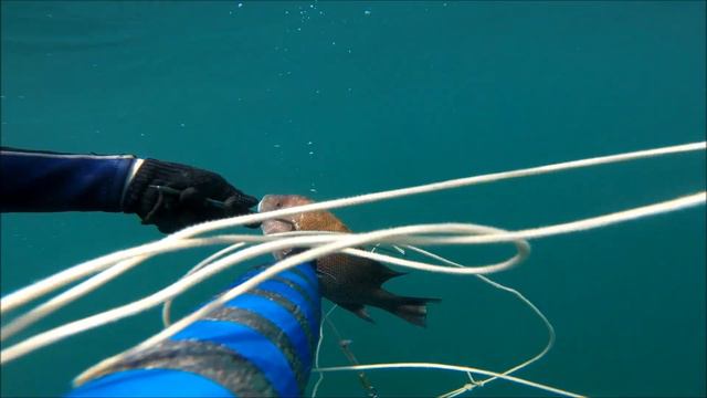 Spearfishing 2022 - KINGFISH. Подводная охота март 2022. смотреть онлайн