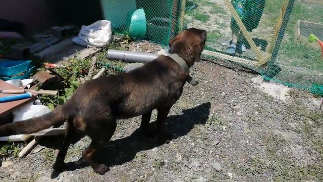 К нам пришёл бездомный пёс, станица Раевская июнь 2021 год смотреть онлайн