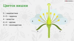 Видеоурок по биологии "Цветок и его строение"
