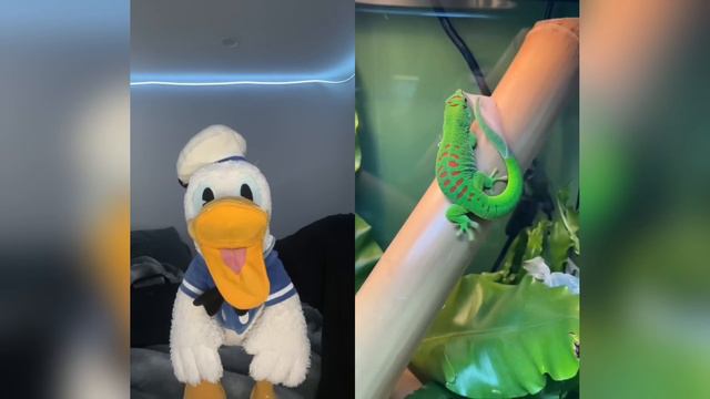 Donald Ducc REACTS To POPPY PLAYTIME TikToks! 6 смотреть онлайн