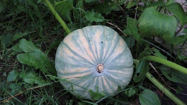 Я в безопасности - есть чем засеять огород! Разбираю семена. Какие семена собираю? смотреть онлайн