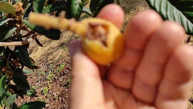 Loquats (Eriobotrya japonica) in December смотреть онлайн