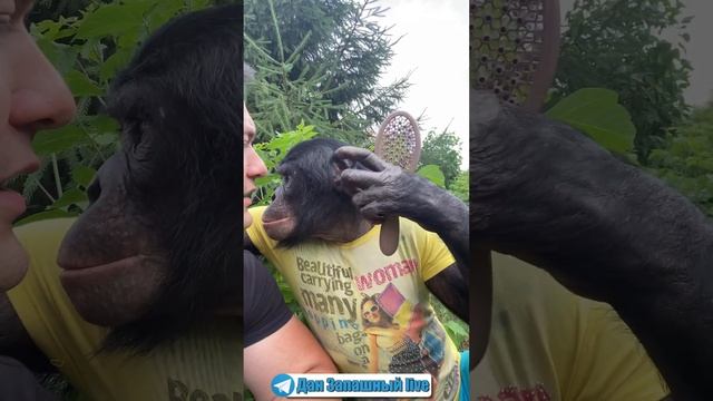 ПРИКОЛ! ОБЕЗЬЯНА ДЕЛАЕТ МНЕ ПРИЧЁСКУ! Экзотический САЛОН КРАСОТЫ смотреть онлайн